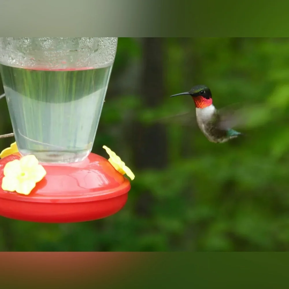 Hummingbird Necter Feeder Hanging Patio Tree Balcony Lanai Garden Plastic Birds